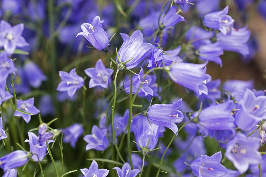 Campanula cochleariifolia ´Bavaria Blue´