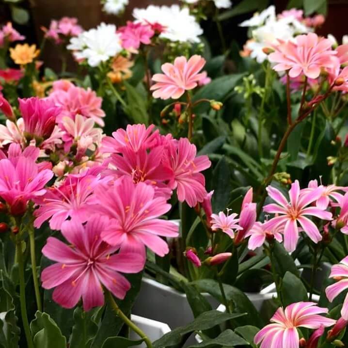 Lewisia cotyledon ´Elise Mix´