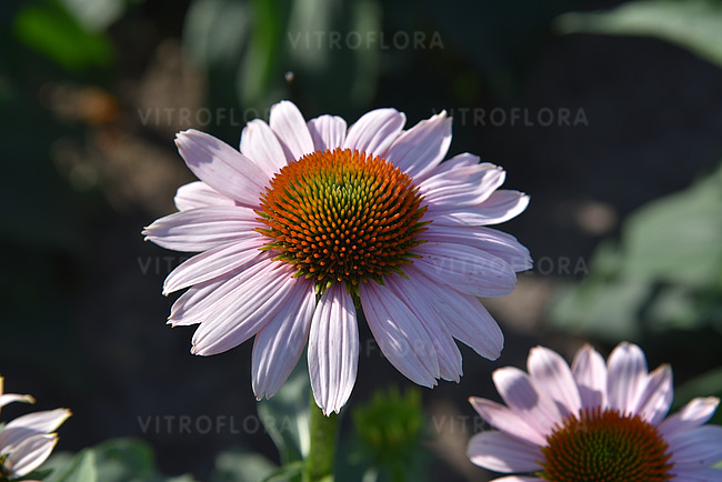 Echinacea ´Pink Skipper´