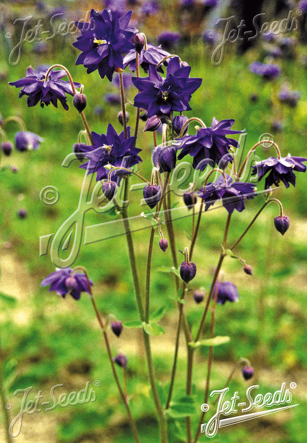 Aquilegia vulgaris ´Blue Barlow´