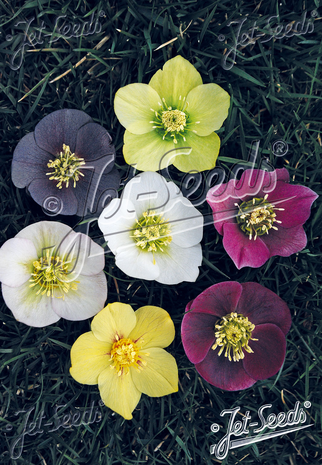 Helleborus orientalis