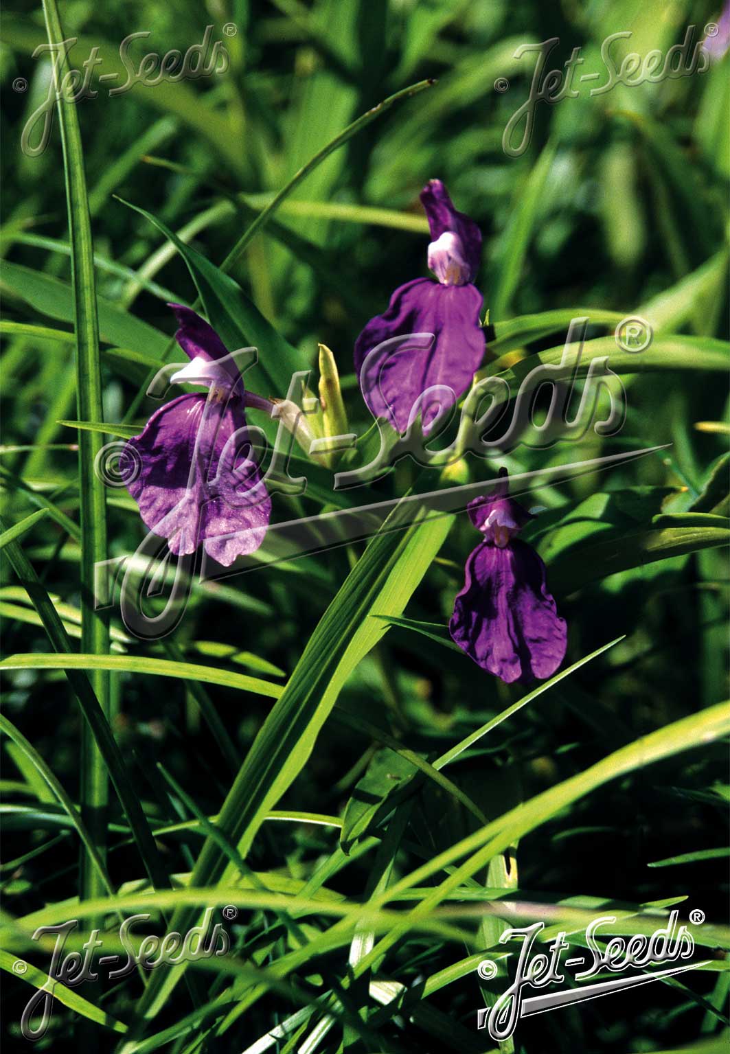 Roscoea auriculata