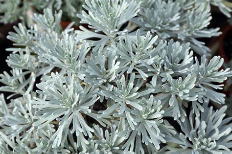 Artemisia stelleriana ´Silver Brocade´