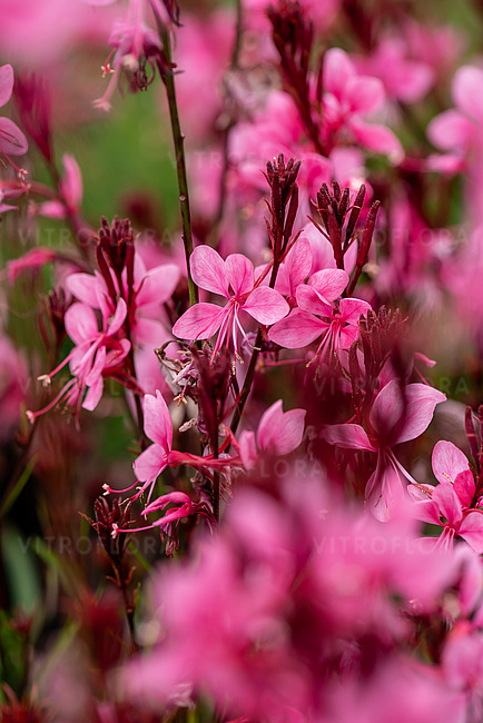 Gaura lindheimeri ´Baby Butterfly® Dark Pink´