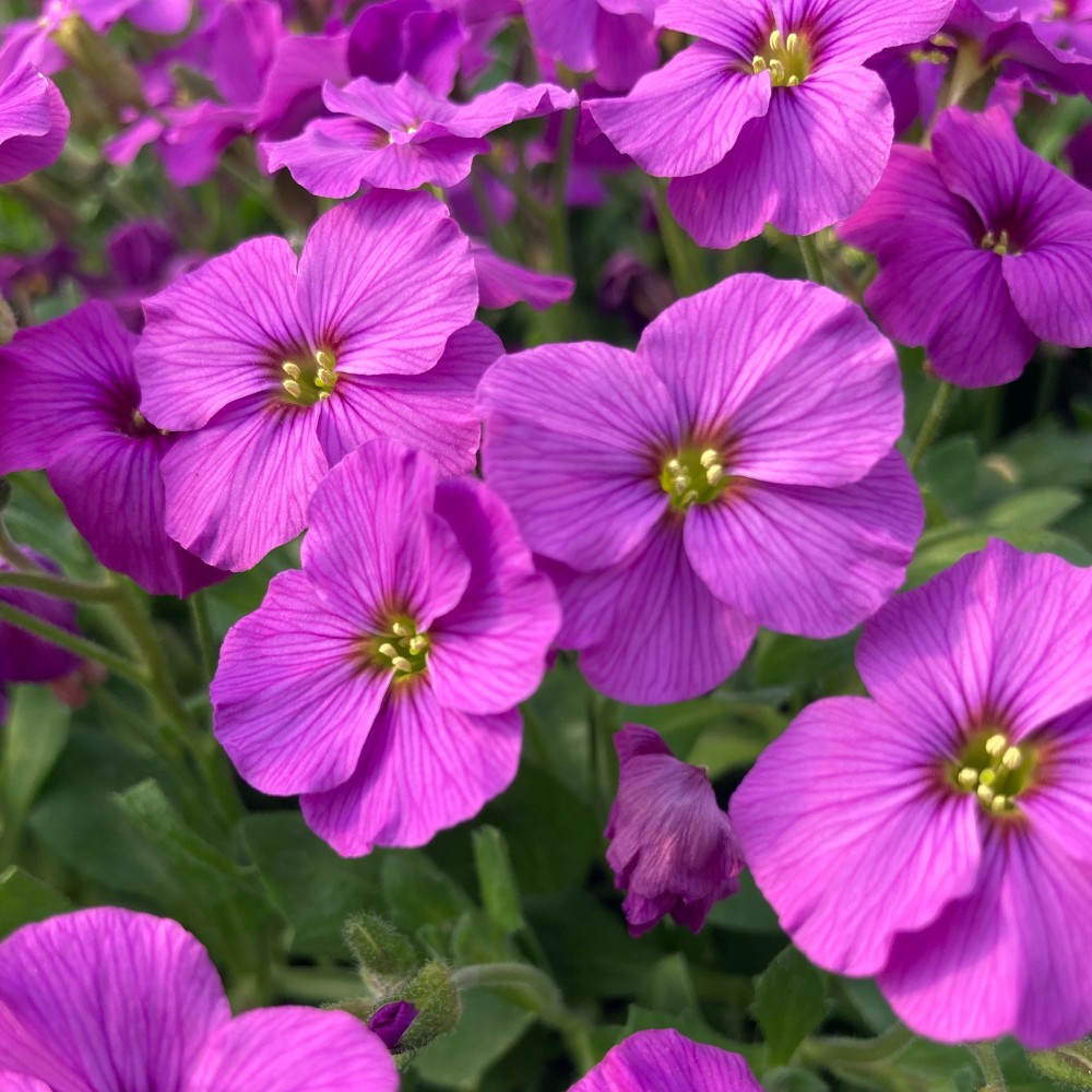 Aubrieta ´Axcent Antique Rose´