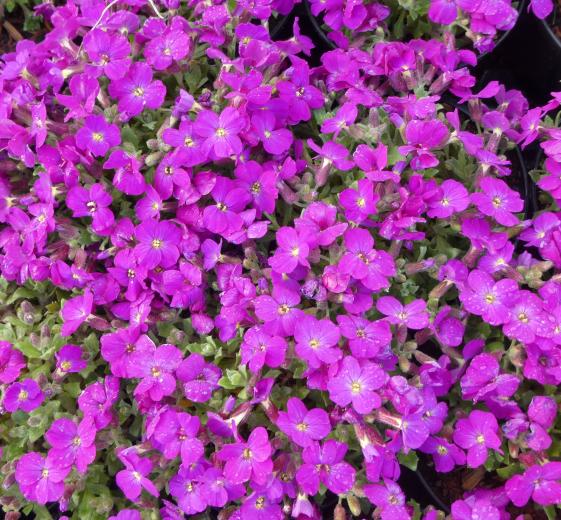 Aubrieta ´Axcent Lilac´