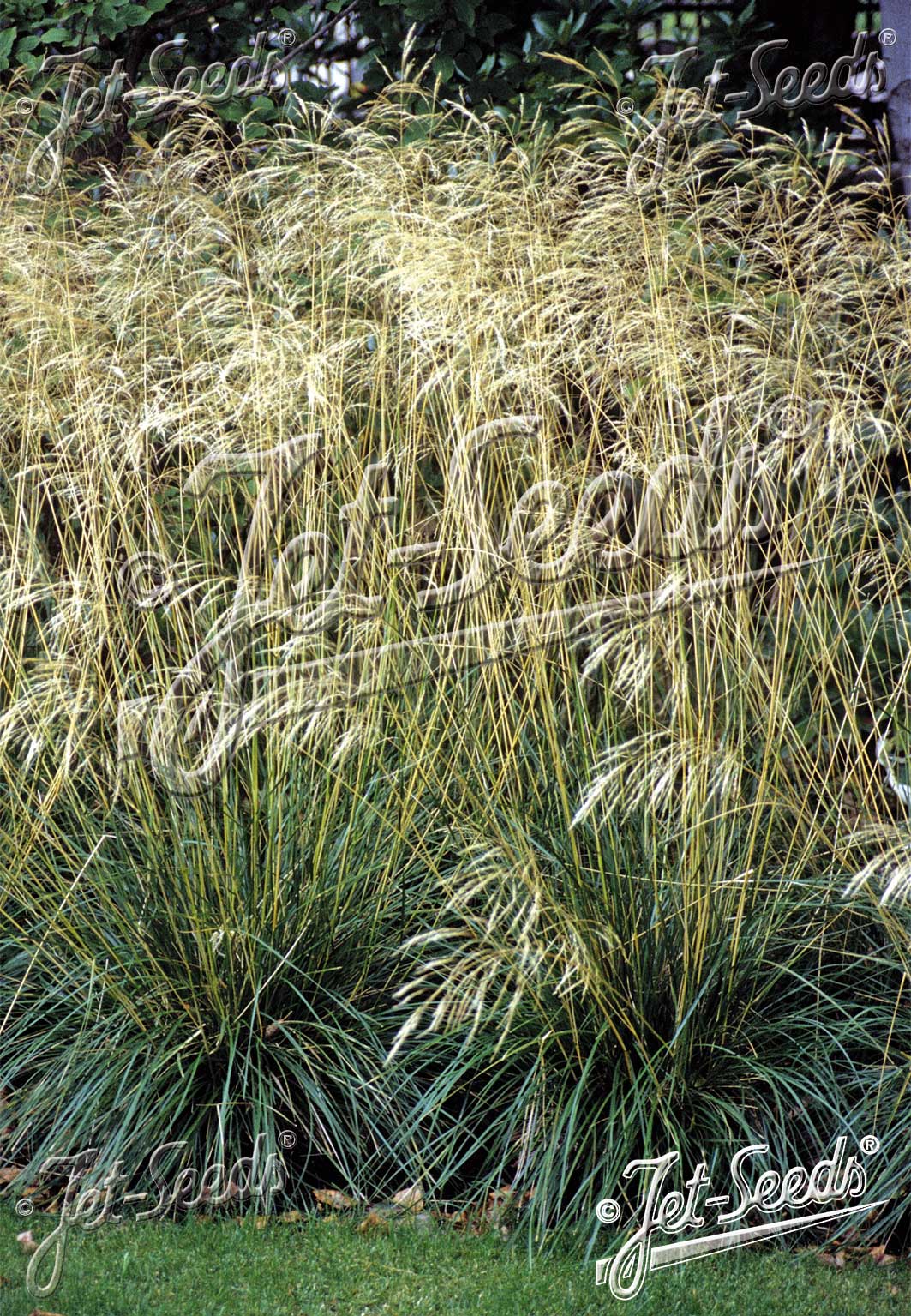 Deschampsia caespitosa