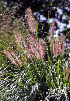 Pennisetum alopecuroides var. viridescens