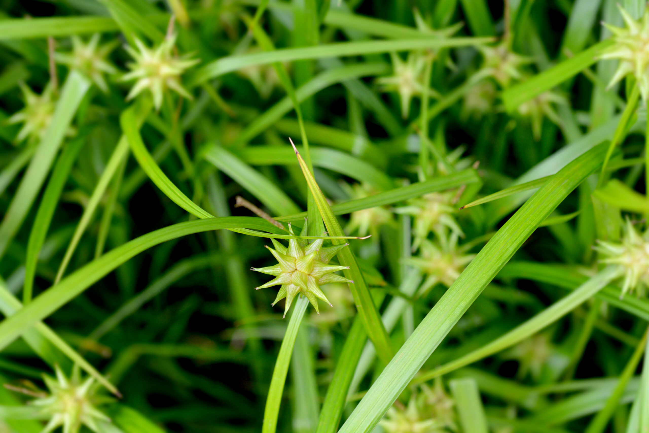 Carex grayi