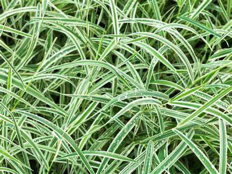 Carex morrowii ´Variegata´