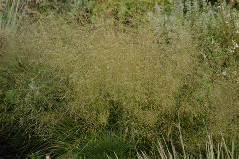 Deschampsia caespitosa ´Tardiflora´