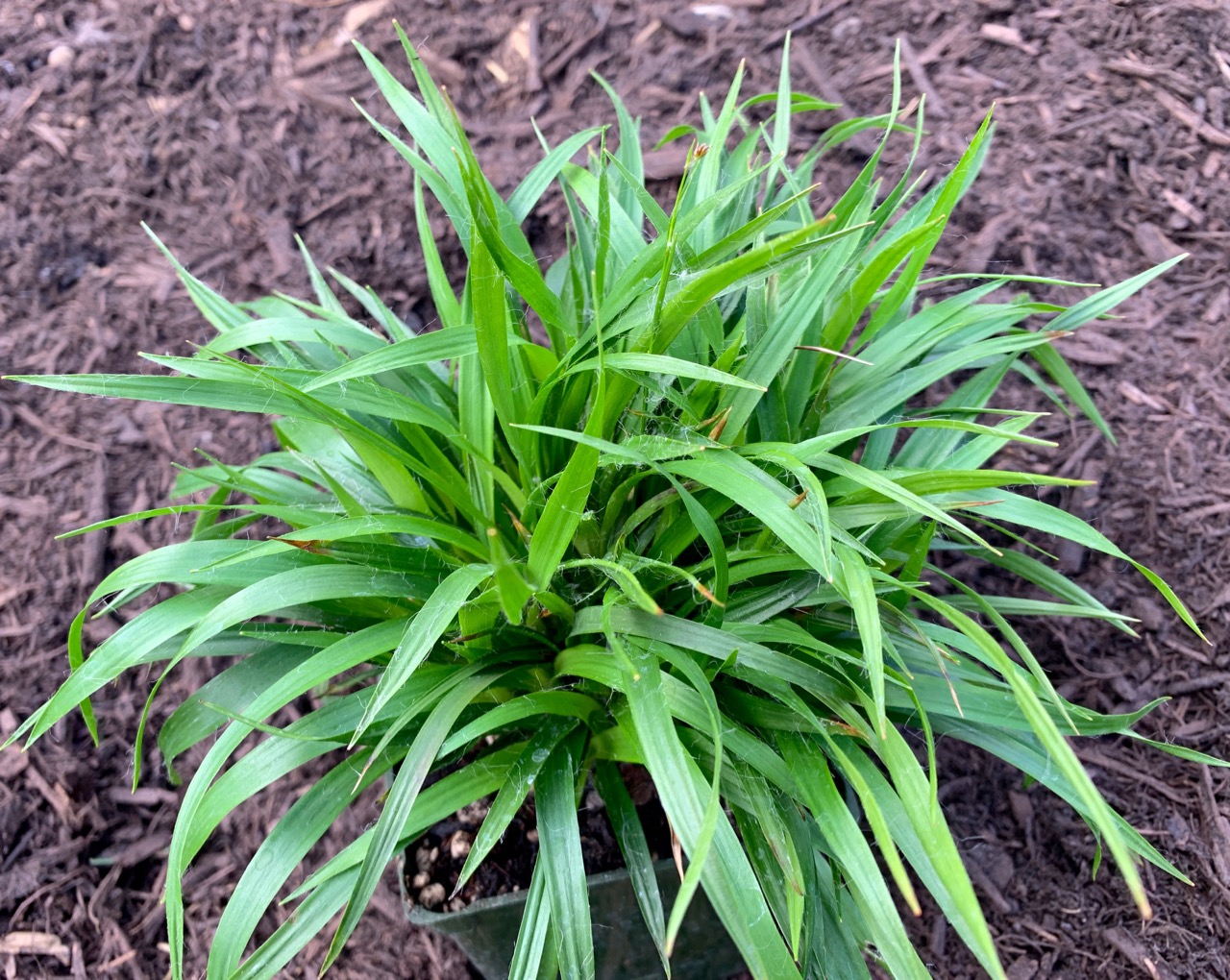Luzula pilosa ´Igel´