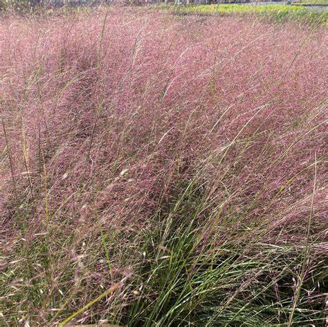 Muhlenbergia reverchonii ´Undaunted´
