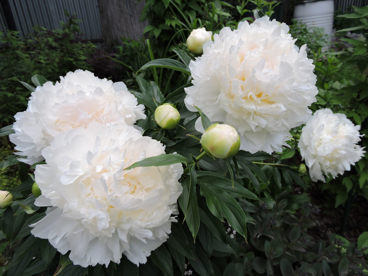 Paeonia lactiflora ´Bowl of Cream´