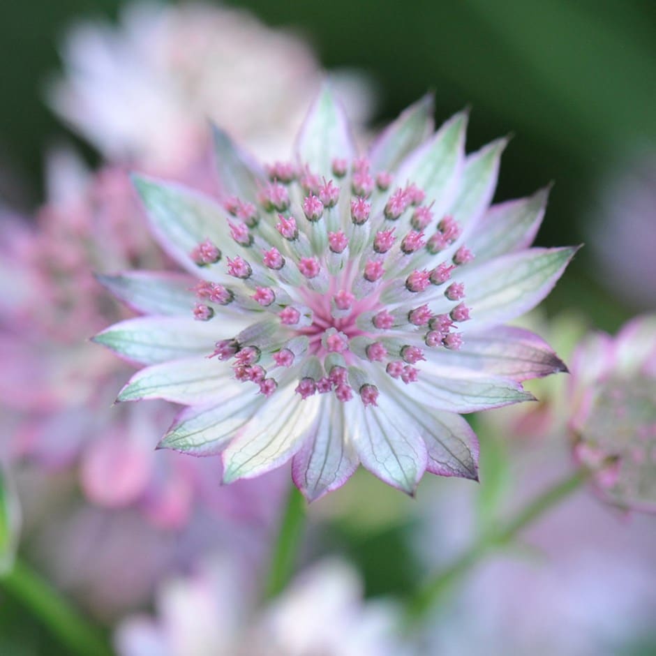Astrantia ´Buckland´