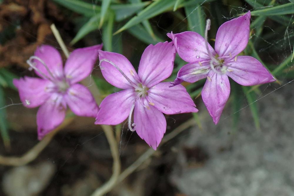 Dianthus webbianus