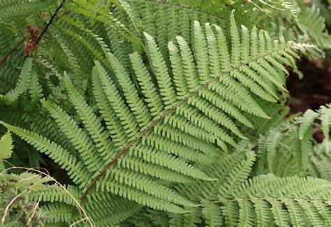 Dryopteris affinis