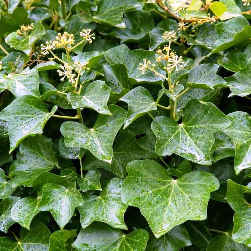 Hedera helix