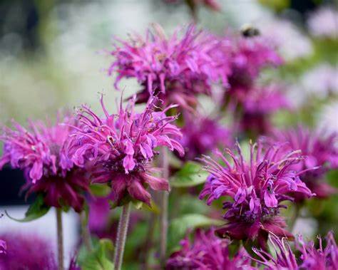 Monarda ´Bee-Pure´