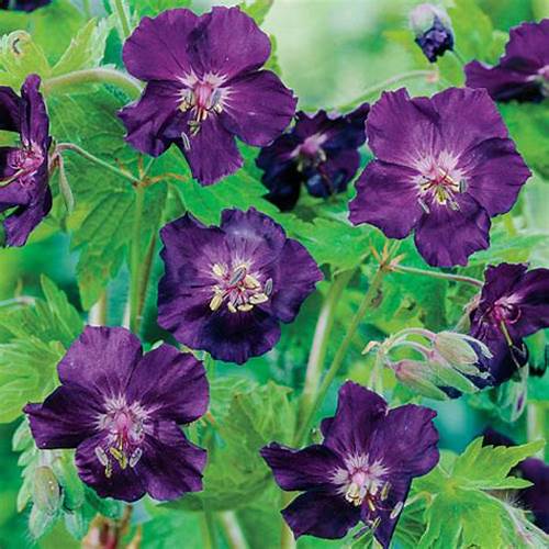 Geranium phaeum ´Raven´