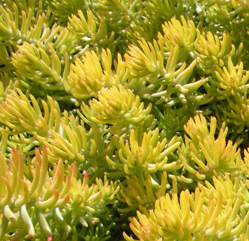 Sedum reflexum ´Gold´
