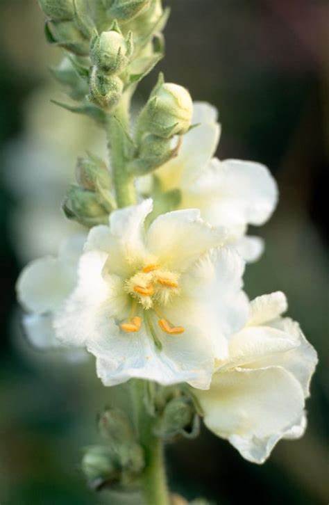 Verbascum phlomoides ´Spica´