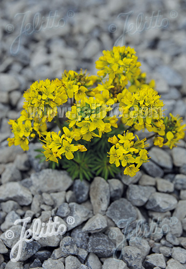 Draba aizoides ´Napoleon±´