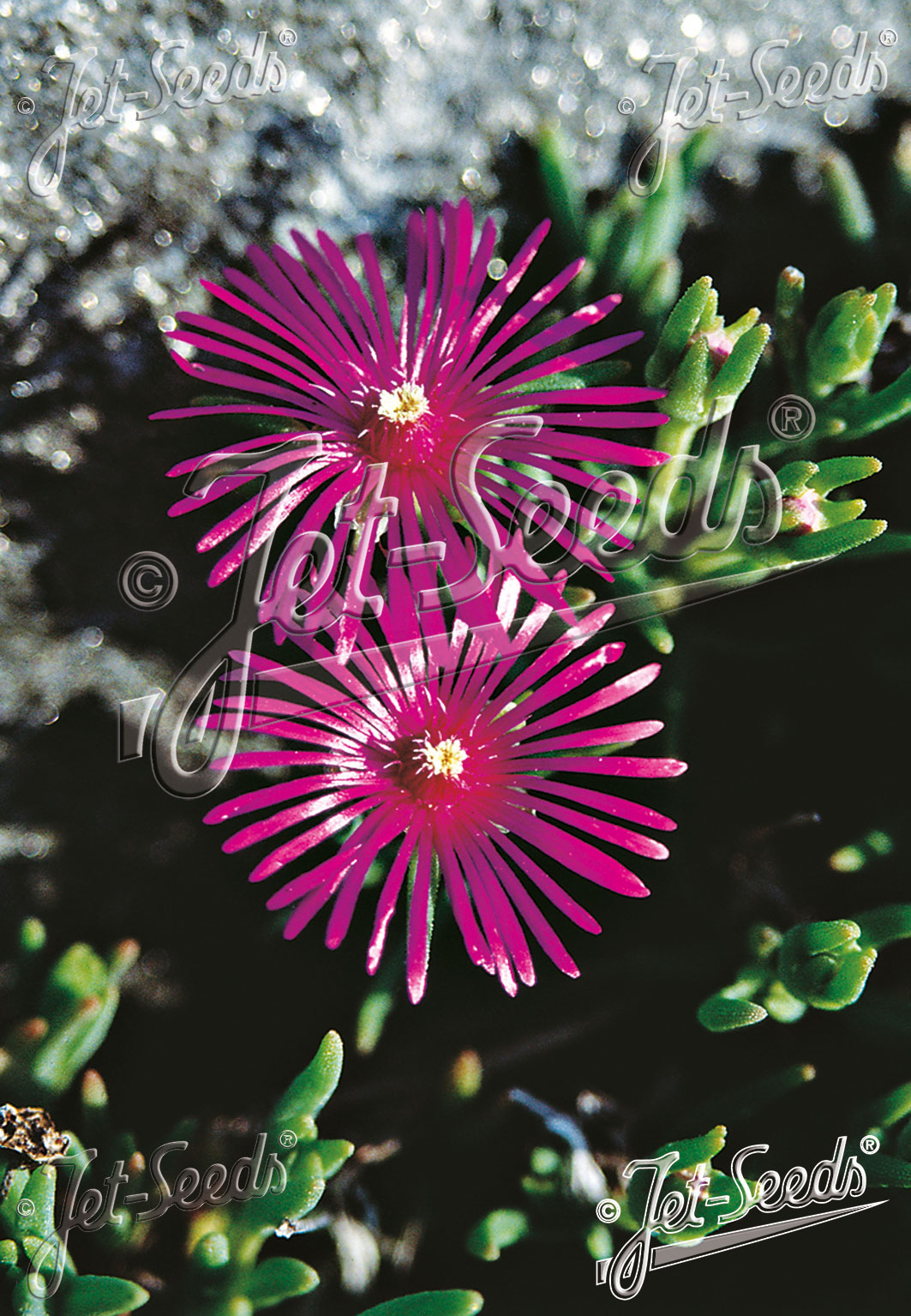 Delosperma cooperi