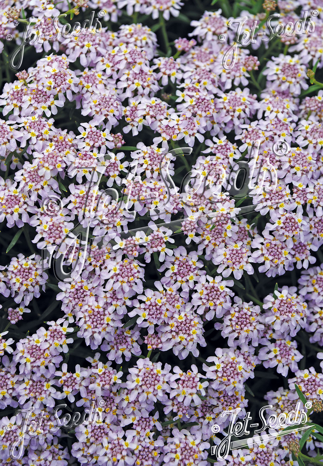 Iberis aurosica ´Sweetheart´
