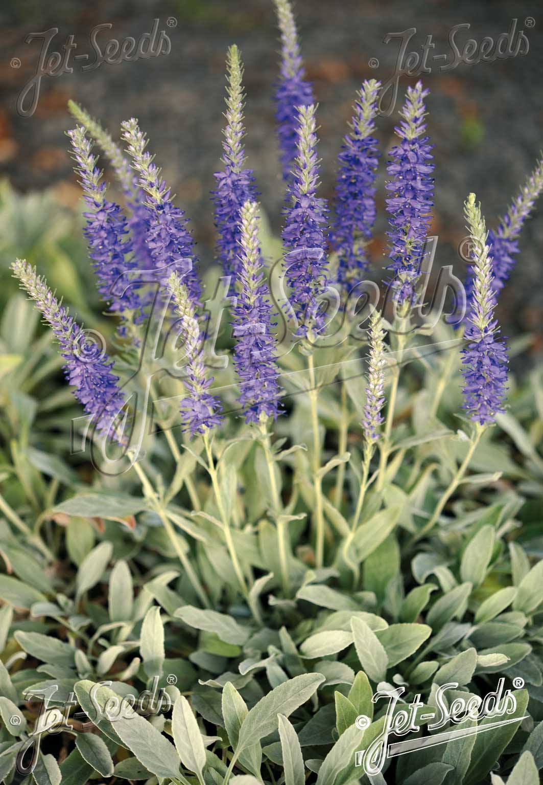 Veronica incana ´Silbersee´