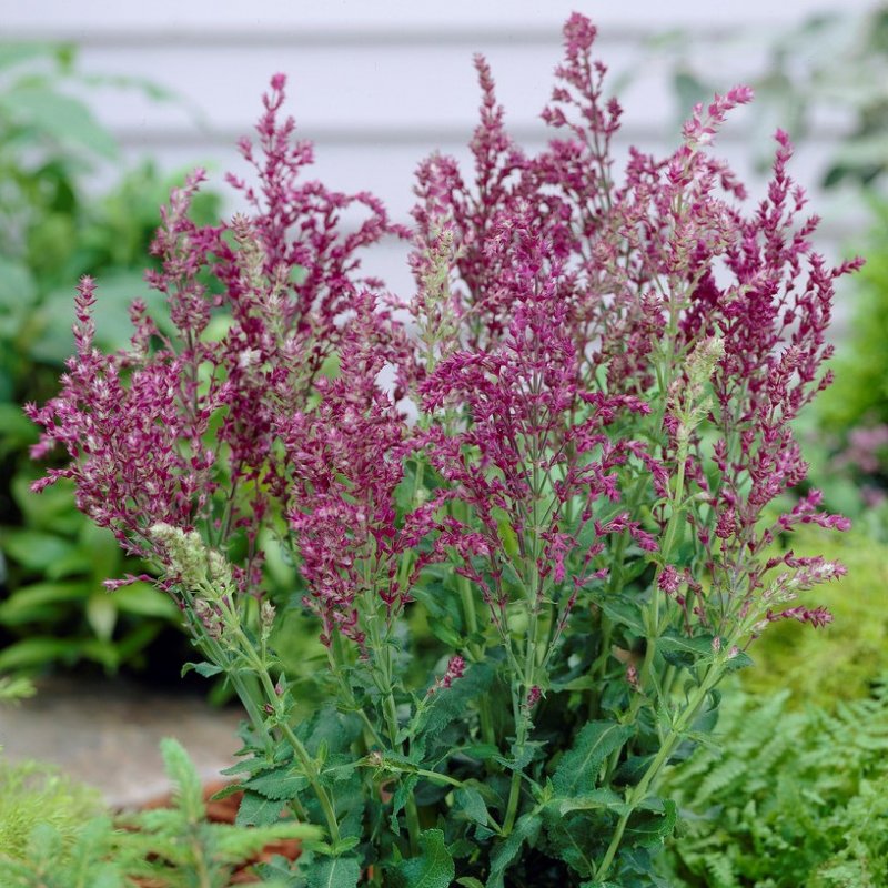 Salvia nemorosa ´Schwellenburg´