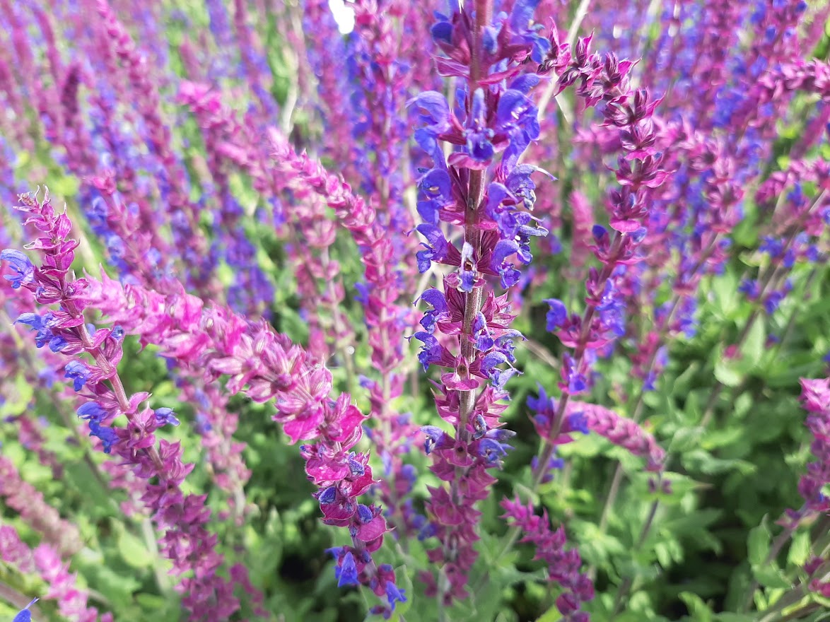 Salvia nemorosa ´Tänzerin´