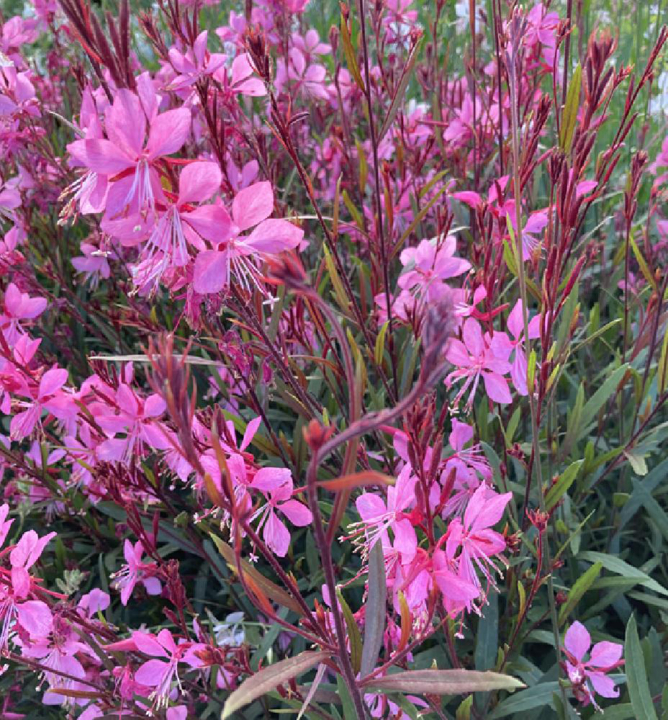 Gaura lindheimeri ´Tutti Frutti´