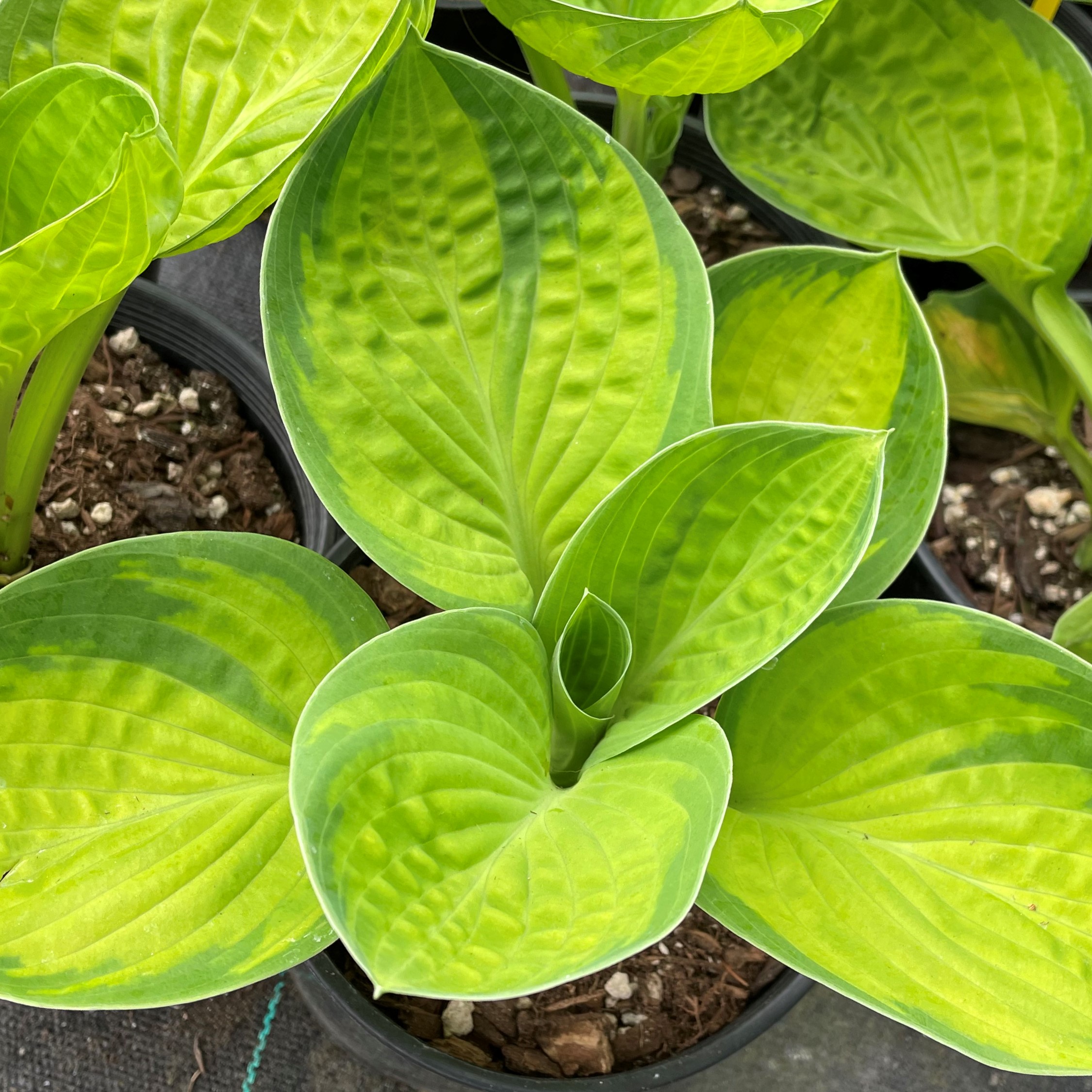 Hosta ´Rainforest Sunrise´