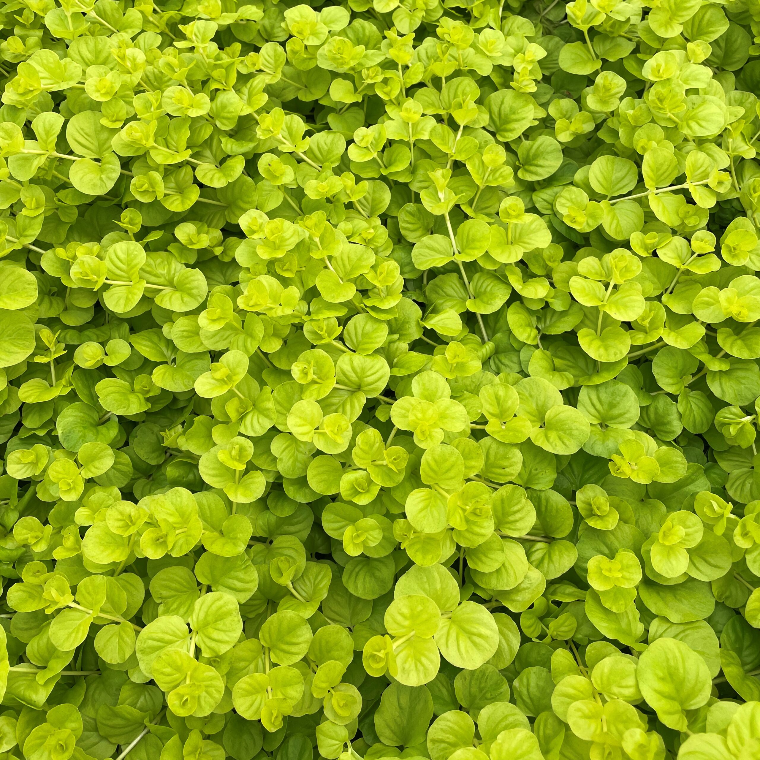 Lysimachia nummularia ´Aurea´