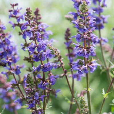 Salvia ´Carina´