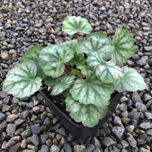 Heuchera americana ´Dale´s Strain´