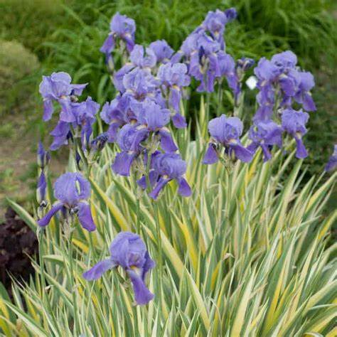 Iris pseudacorus ´Variegata´