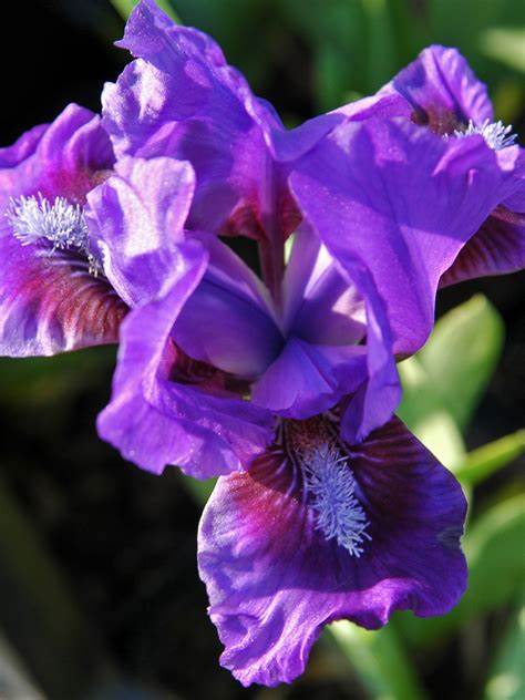 Iris pumila ´Banbury Ruffles´