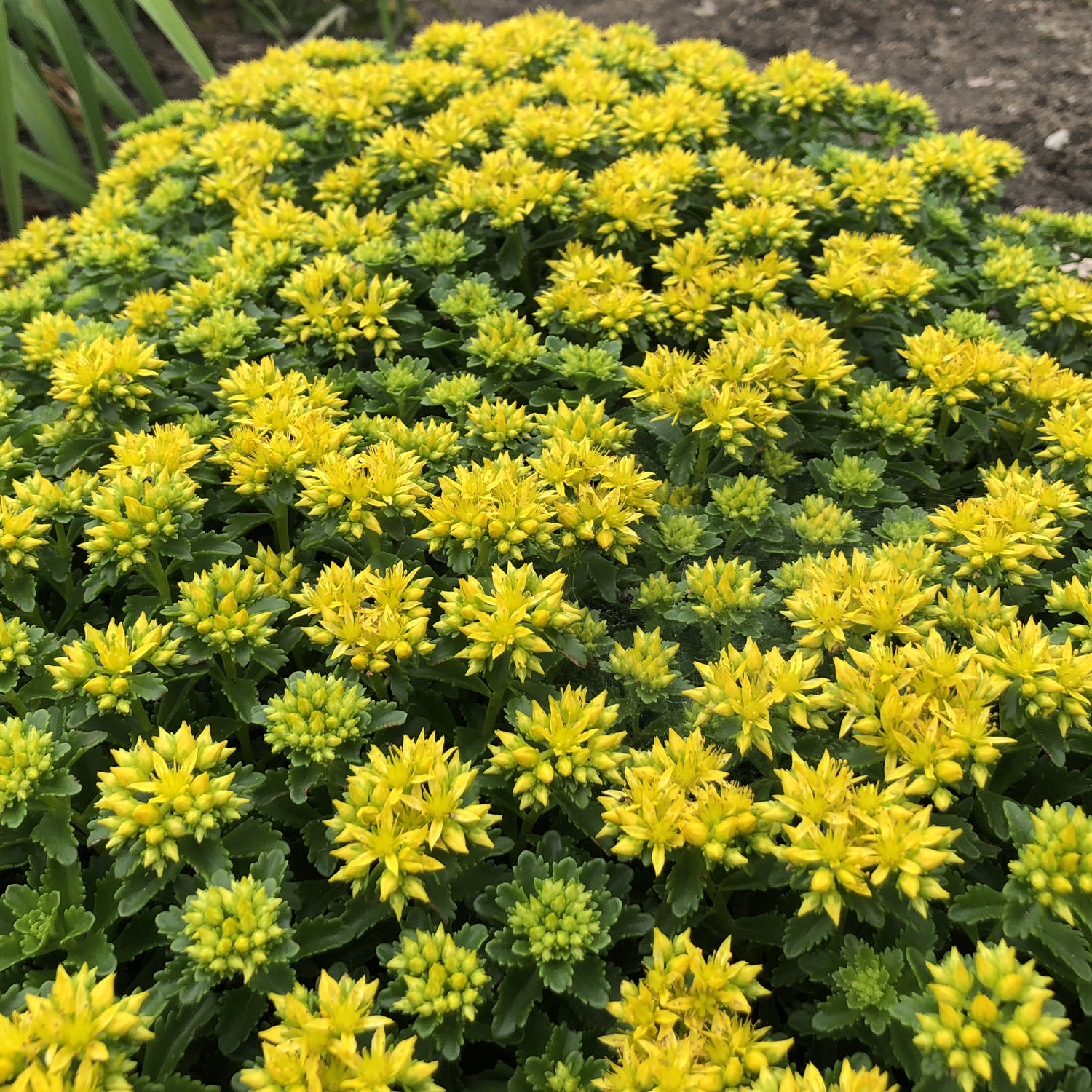 Sedum ´Little Miss Sunshine´