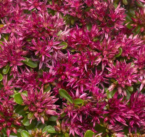 Sedum spurium ´Deep Rose´