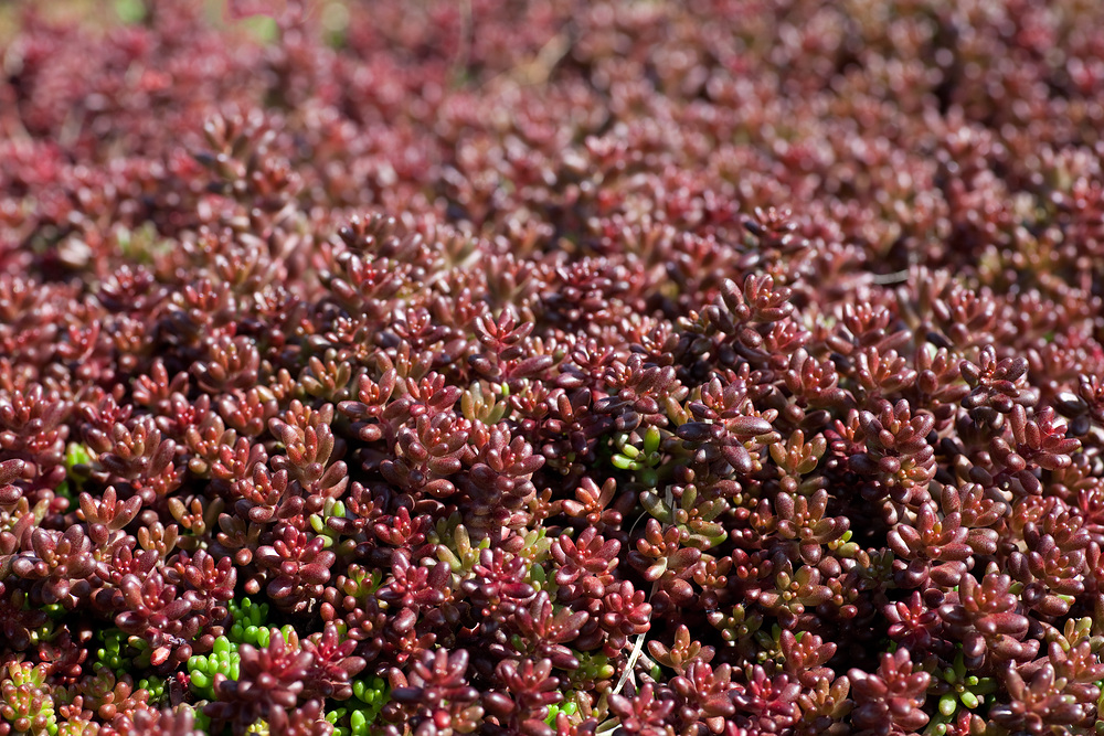 Sedum album ´Coral Carpet´