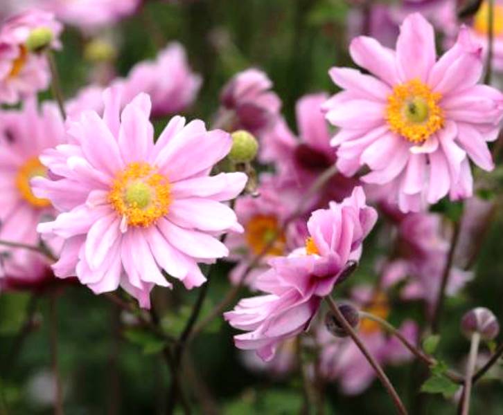 Anemone ´Garden Breeze Whirlwind Pink´
