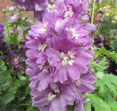 Delphinium ´Magic Fountain Deep Rose White Bee´