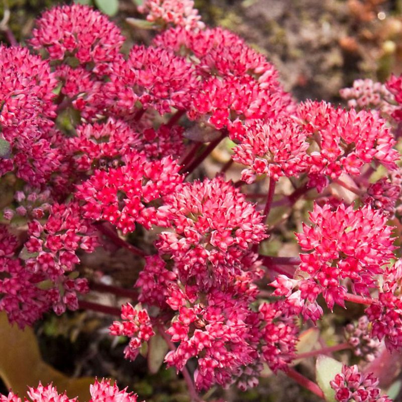 Sedum telephium ´Red Cauli´