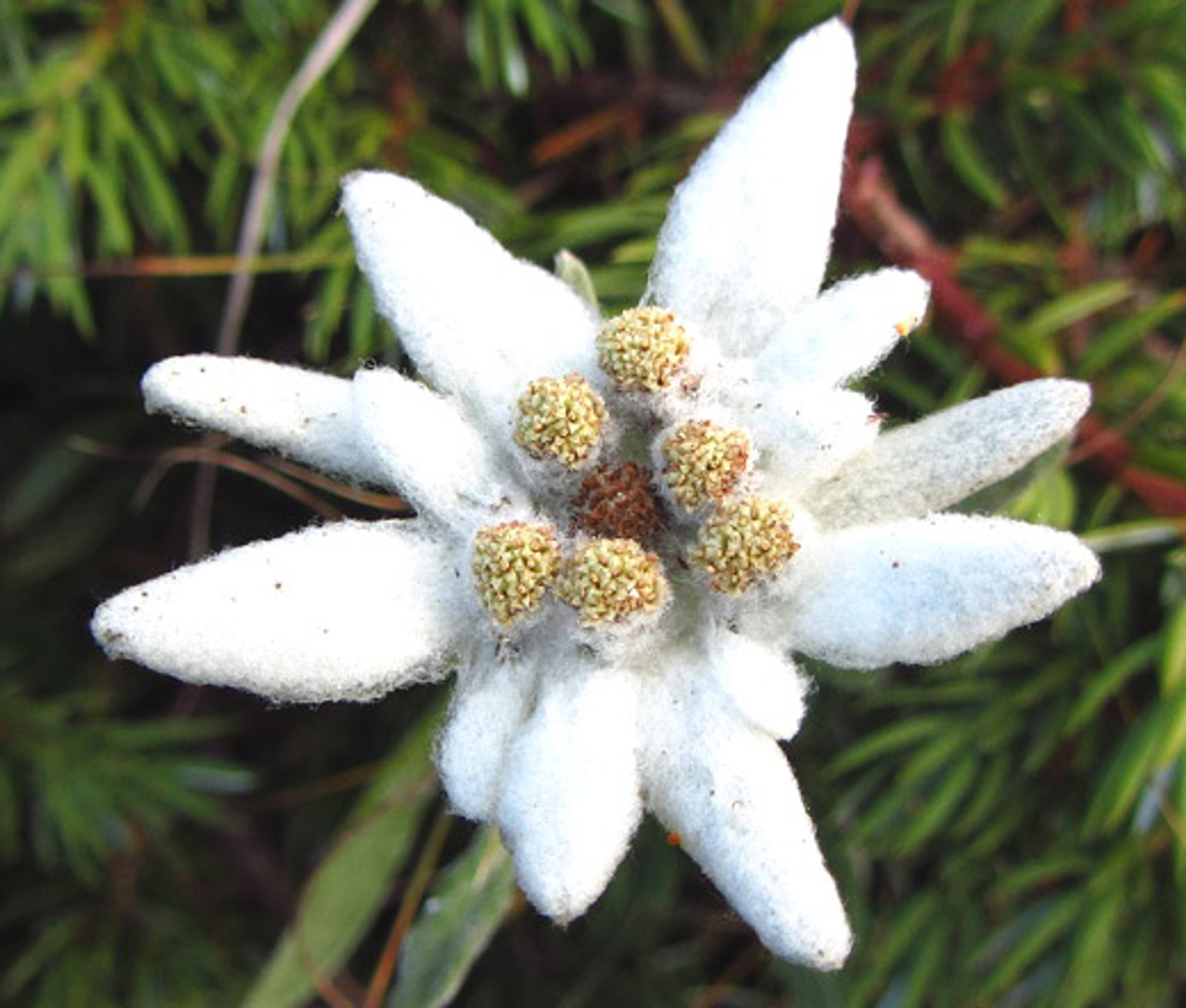 Leontopodium alpinum