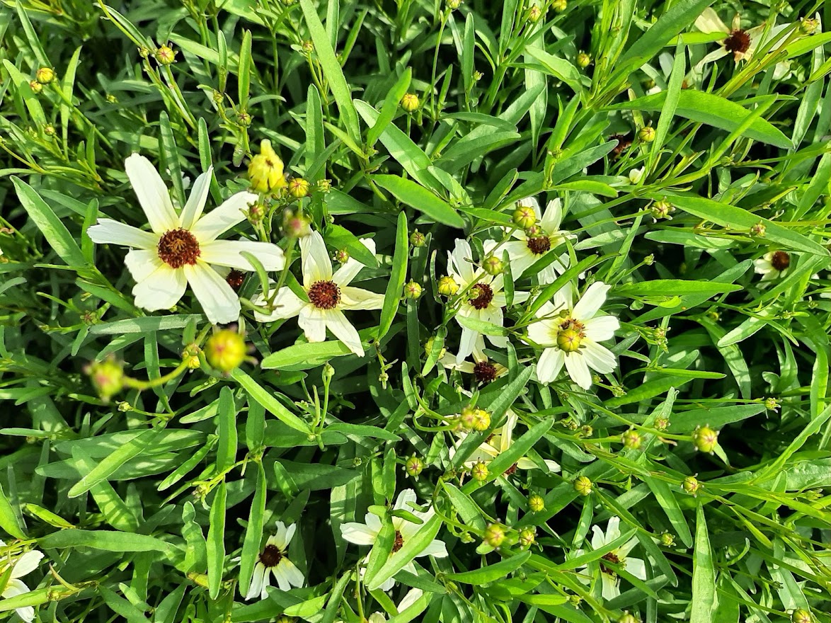 Coreopsis verticillata ´Fools´s Gold´