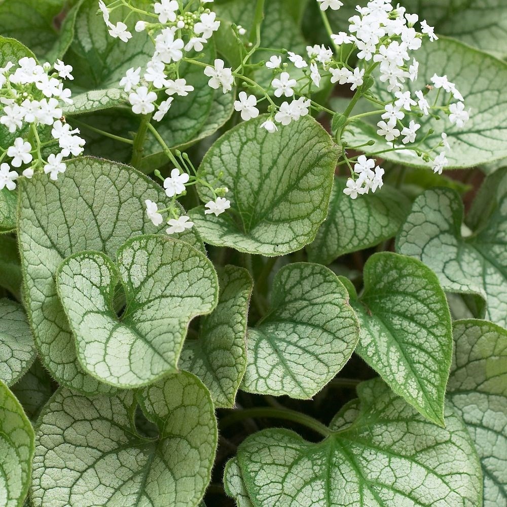 Brunnera macrophylla ´Mr. Morse´