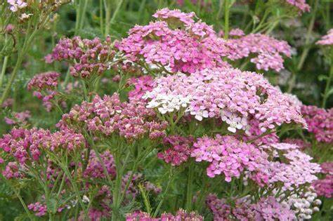 Achillea millefolium ´Apfelblüte´