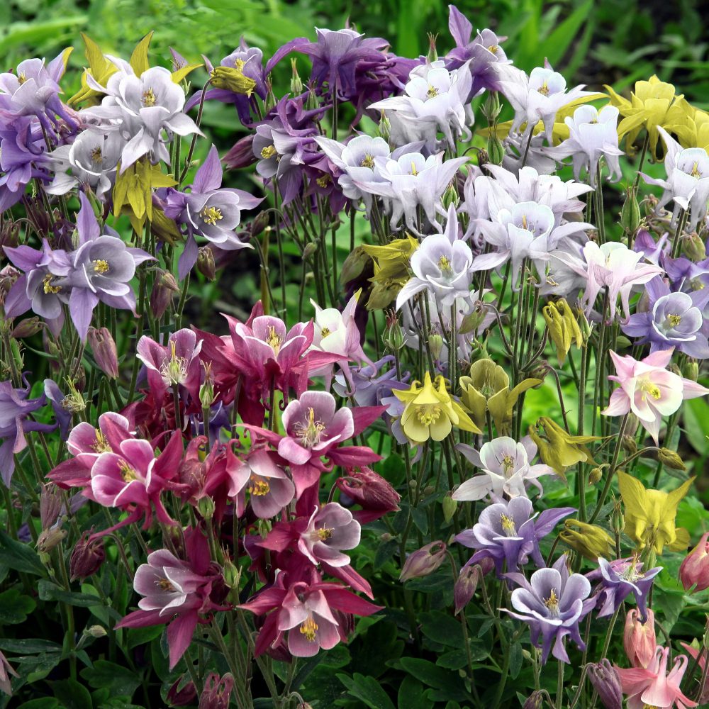 Aquilegia caerulea ´Kirigami Mix´